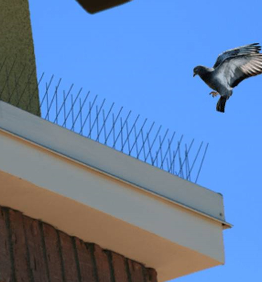 Bird Spikes Installation