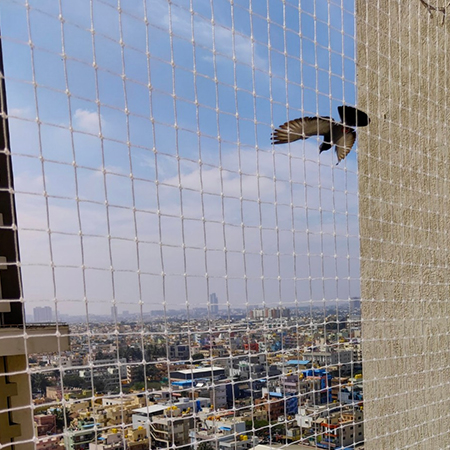 Bird Nets Window